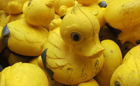 Ready to go: The Coffs Harbour Rotary Duck Race is on Sunday. Ready to go: The Coffs Harbour Rotary Duck Race is on Sunday.